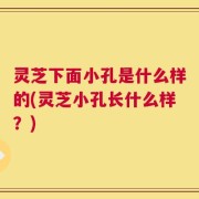 灵芝下面小孔是什么样的(灵芝小孔长什么样？)