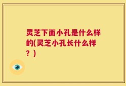 灵芝下面小孔是什么样的(灵芝小孔长什么样？)