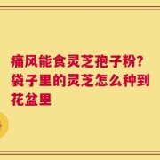 痛风能食灵芝孢子粉？袋子里的灵芝怎么种到花盆里