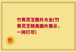 竹黄灵芝图片大全(竹黄灵芝精美图片展示，一网打尽)