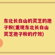 东北长白山的灵芝的孢子粉(重现东北长白山灵芝孢子粉的疗效)