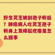 野生灵芝被刮孢子粉后？肺癌病人吃灵芝孢子粉身上发痒起疙瘩是怎么回事