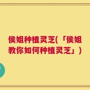 侯姐种植灵芝(「侯姐教你如何种植灵芝」)