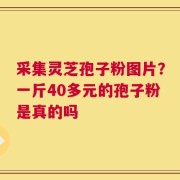 采集灵芝孢子粉图片？一斤40多元的孢子粉是真的吗