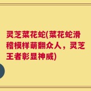 灵芝菜花蛇(菜花蛇滑稽模样萌翻众人，灵芝王者彰显神威)