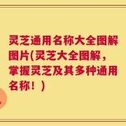 灵芝通用名称大全图解图片(灵芝大全图解，掌握灵芝及其多种通用名称！)