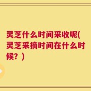 灵芝什么时间采收呢(灵芝采摘时间在什么时候？)