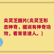 炎灵芝图片(炎灵芝形态神奇，据说有神奇功效，看背景迷人。)