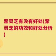 紫灵芝有没有好处(紫灵芝的功效和好处分析)