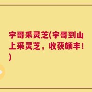 宇哥采灵芝(宇哥到山上采灵芝，收获颇丰！)