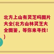 北方上山有灵芝吗图片大全(北方山林灵芝大全图鉴，等你来寻找！)