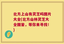 北方上山有灵芝吗图片大全(北方山林灵芝大全图鉴，等你来寻找！)