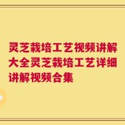灵芝栽培工艺视频讲解大全灵芝栽培工艺详细讲解视频合集