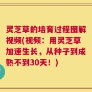 灵芝草的培育过程图解视频(视频：用灵芝草加速生长，从种子到成熟不到30天！)
