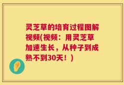 灵芝草的培育过程图解视频(视频：用灵芝草加速生长，从种子到成熟不到30天！)