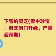 下雪的灵芝(雪中珍宝：灵芝闭门升级，产量超预期)