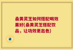 桑黄灵芝如何搭配喝效果好(桑黄灵芝搭配饮品，让功效更出色)