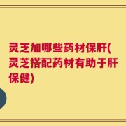 灵芝加哪些药材保肝(灵芝搭配药材有助于肝保健)