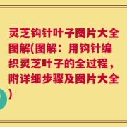 灵芝钩针叶子图片大全图解(图解：用钩针编织灵芝叶子的全过程，附详细步骤及图片大全)