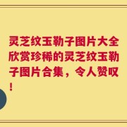 灵芝纹玉勒子图片大全欣赏珍稀的灵芝纹玉勒子图片合集，令人赞叹！