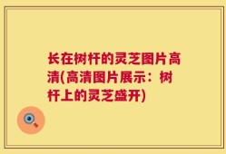 长在树杆的灵芝图片高清(高清图片展示：树杆上的灵芝盛开)