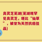 高灵芝芜湖(芜湖现罕见高灵芝，堪比“仙草”，被誉为天然抗癌佳品)
