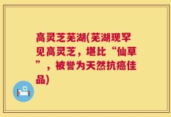 高灵芝芜湖(芜湖现罕见高灵芝，堪比“仙草”，被誉为天然抗癌佳品)
