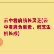 云中君肩膀长灵芝(云中君肩负重责，灵芝生机长成)