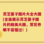 灵芝菌子图片大全大图(全面展示灵芝菌子图片的精美大图，赏花养眼不容错过！)