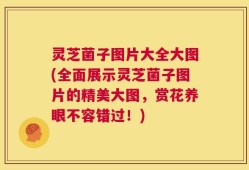 灵芝菌子图片大全大图(全面展示灵芝菌子图片的精美大图，赏花养眼不容错过！)