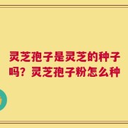 灵芝孢子是灵芝的种子吗？灵芝孢子粉怎么种