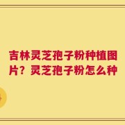 吉林灵芝孢子粉种植图片？灵芝孢子粉怎么种