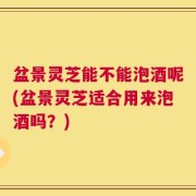 盆景灵芝能不能泡酒呢(盆景灵芝适合用来泡酒吗？)