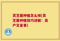 灵芝菌种植怎么样(灵芝菌种植技巧详解：高产又省事)
