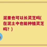 泥里也可以长灵芝吗(在泥土中也能种植灵芝吗？)