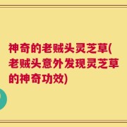 神奇的老贼头灵芝草(老贼头意外发现灵芝草的神奇功效)