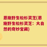 恩施野生松杉灵芝(恩施野生松杉灵芝：大自然的奇妙宝藏)
