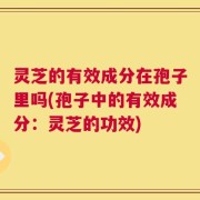 灵芝的有效成分在孢子里吗(孢子中的有效成分：灵芝的功效)