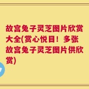 故宫兔子灵芝图片欣赏大全(赏心悦目！多张故宫兔子灵芝图片供欣赏)