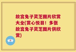 故宫兔子灵芝图片欣赏大全(赏心悦目！多张故宫兔子灵芝图片供欣赏)