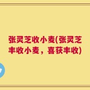 张灵芝收小麦(张灵芝丰收小麦，喜获丰收)