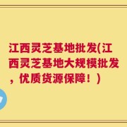 江西灵芝基地批发(江西灵芝基地大规模批发，优质货源保障！)