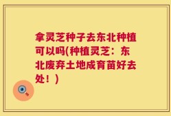 拿灵芝种子去东北种植可以吗(种植灵芝：东北废弃土地成育苗好去处！)
