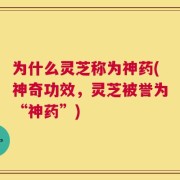 为什么灵芝称为神药(神奇功效，灵芝被誉为“神药”)