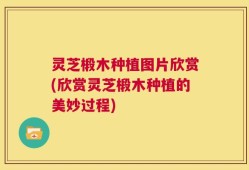 灵芝椴木种植图片欣赏(欣赏灵芝椴木种植的美妙过程)