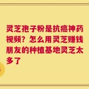 灵芝孢子粉是抗癌神药视频？怎么用灵芝赚钱朋友的种植基地灵芝太多了