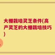 大棚栽培灵芝条件(高产灵芝的大棚栽培技巧)