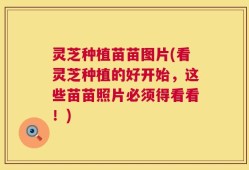 灵芝种植苗苗图片(看灵芝种植的好开始，这些苗苗照片必须得看看！)