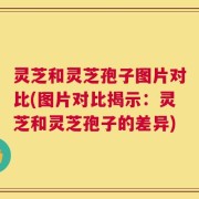 灵芝和灵芝孢子图片对比(图片对比揭示：灵芝和灵芝孢子的差异)