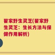 翟家野生灵芝(翟家野生灵芝：生长方法与保健作用解析)